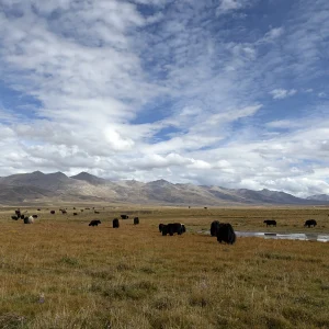 Grazing Grounds Grazing Grounds