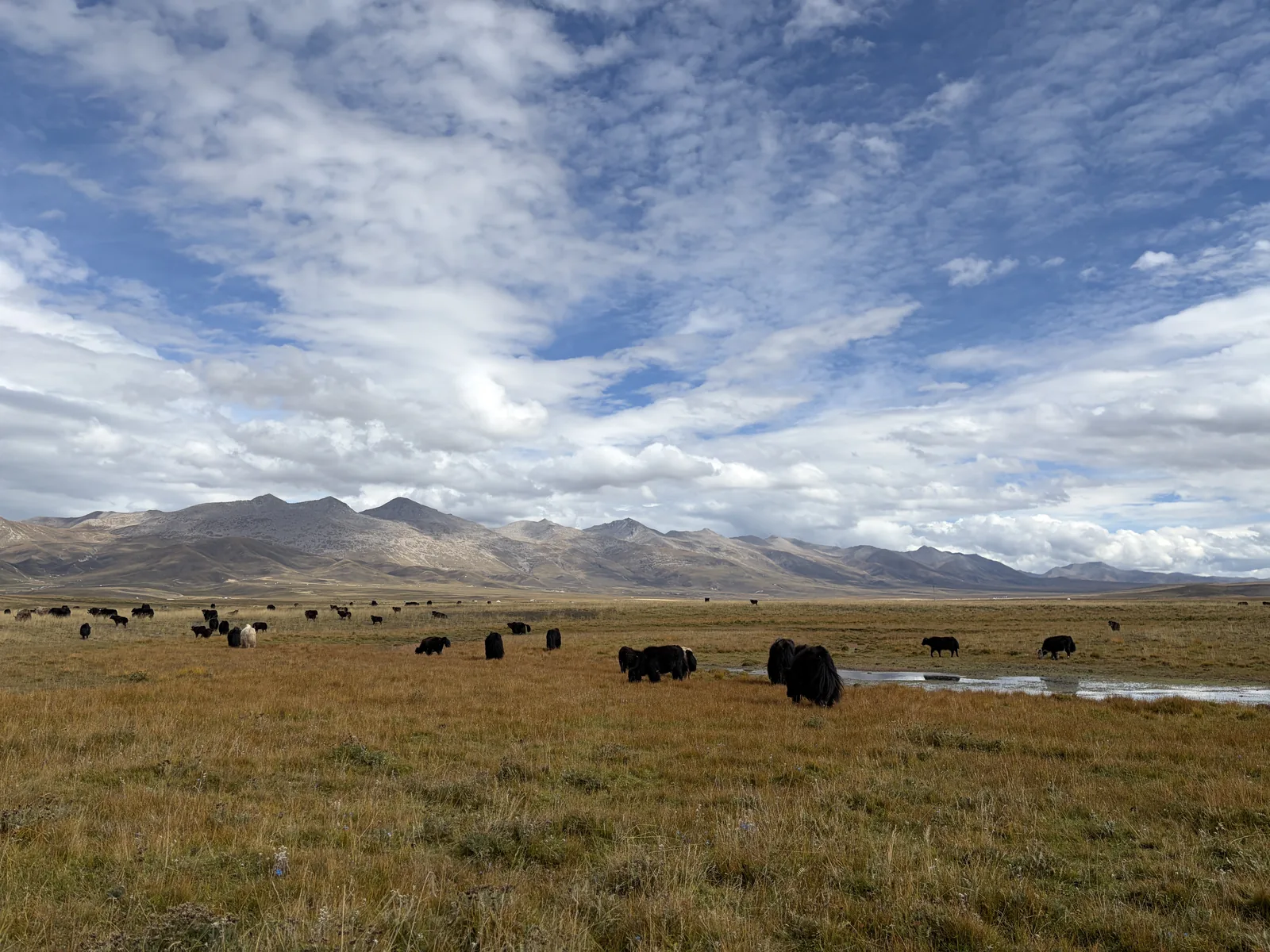 Grazing Grounds