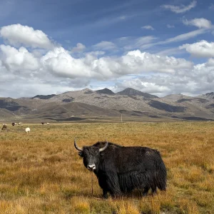 The Black Yak The Black Yak