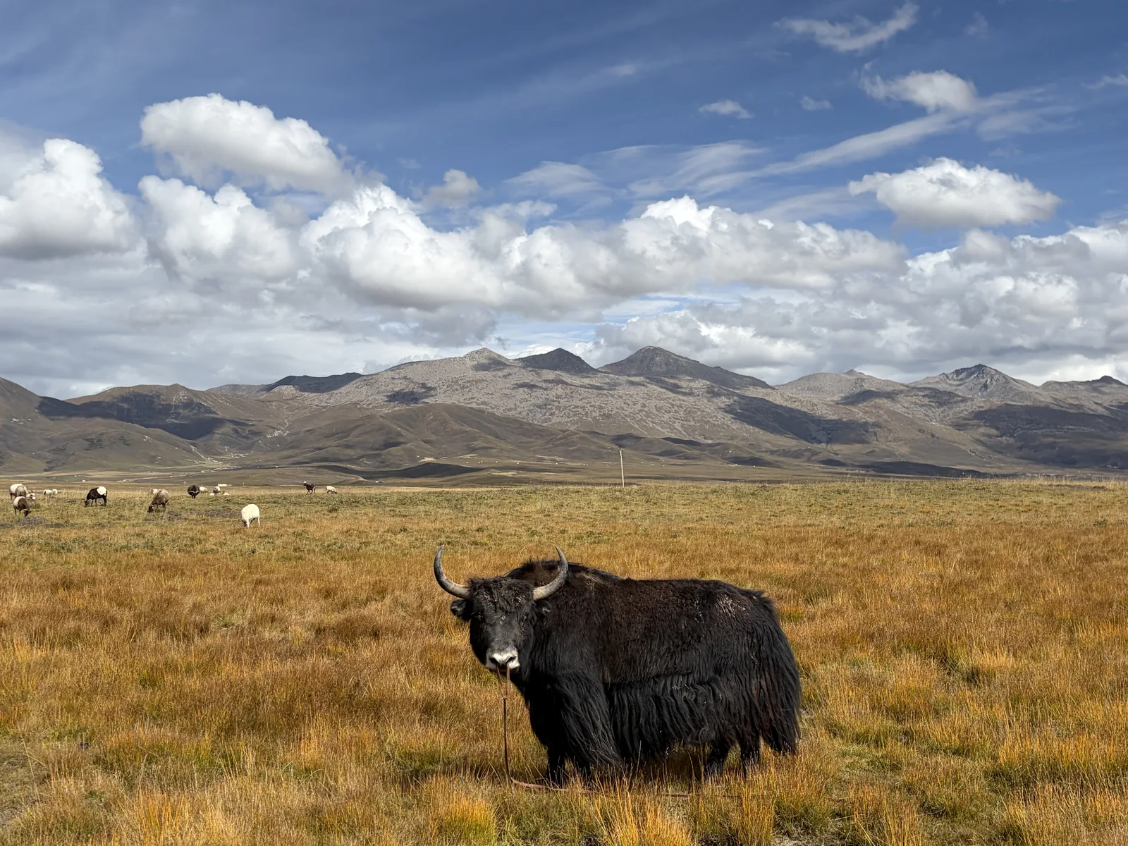 The Black Yak
