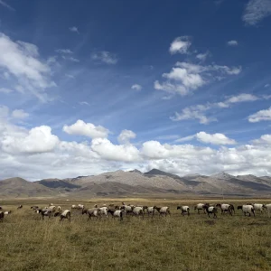The Flock The Flock