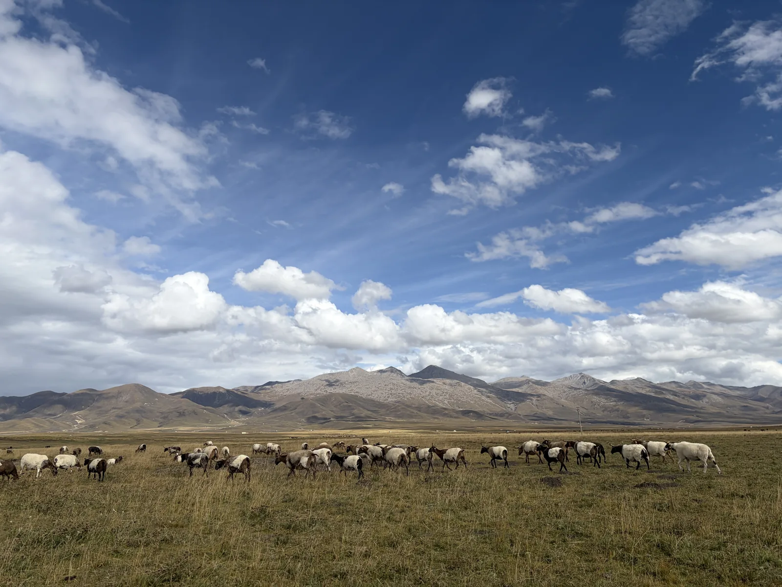 The Flock