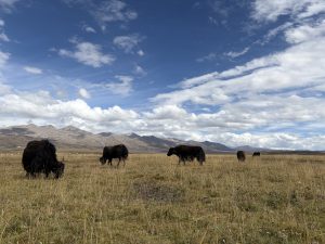 Tibetan yaks on the Qinghai-Tibet Plateau